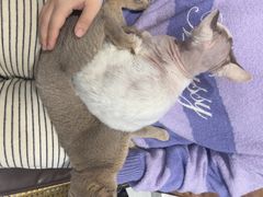 -琪喵猫屋·撸猫猫咖·猫舍