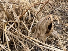 -蜀冈西峰生态公园