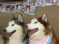 -星多哈·狗咖·拼豆·咖啡