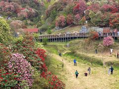 -贵州百里杜鹃风景名胜区
