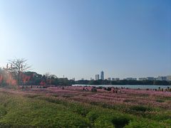 -海珠湖公园