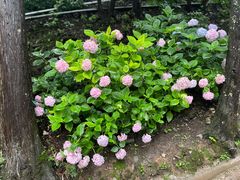 -寂照庵