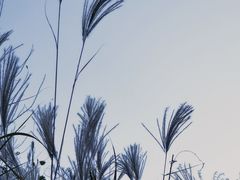 -千年银杏谷文化旅游区