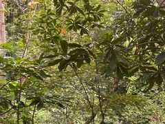 -广州市流溪河国家森林公园