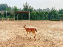 -北京麋鹿生态实验中心