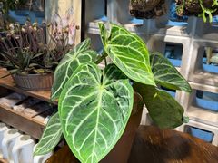 -自由生长植物工作室(深港花卉中心店)