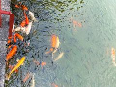 -珠海圆明新园