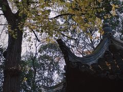 -秋霞圃