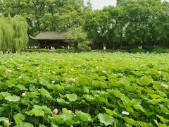 -桂湖森林公园