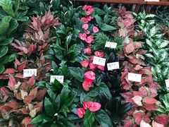 -秦美花卉(天朗·莱茵小城2期店)