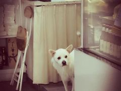 店狗大白-悟白咖啡WoobyCafe