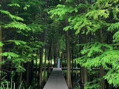 -溱湖国家湿地公园