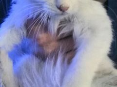 -Sirena海妖日咖夜酒