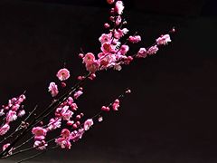 -慧因高丽寺
