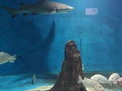 -秦皇岛新澳海底世界