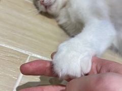 -momokira米努特·德文卷毛猫·棉花面纱犬