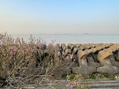 -上海滨江森林公园