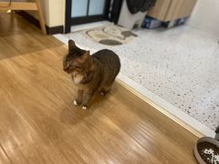 -滚猫咖啡·猫咖·猫友好撸猫(未来城店)