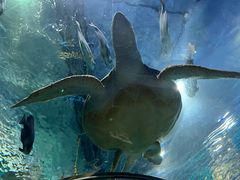 -上海海洋水族馆