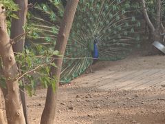 -石家庄市动物园