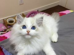-Bastet sally猫舍购宠(静安店)