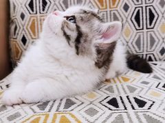 -momokira米努特·德文卷毛猫·棉花面纱犬