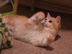 -猫大福·Fortune Cat猫舍(百子湾店)