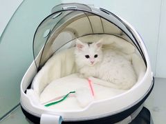 -瑞派·关忠动物医院·猫专科·犬专科(三环新城店)