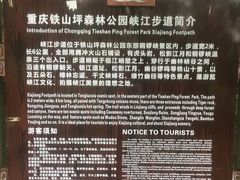 -铁山坪森林公园