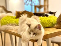 -有喵·猫咖·狗咖·30几只猫10只小狗(岗厦店)