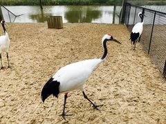 -盐城丹顶鹤湿地生态旅游区