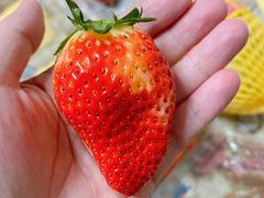 -红星农博物流中心