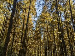 -上海滨江森林公园