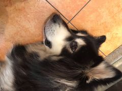 -more than meow吴止猫主题餐厅(承德 中船汇店)