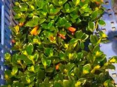 -花鸟鱼虫鲜花绿植市场(玉泉路店)
