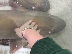 -大阪海游馆