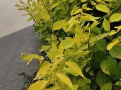 -老范地摊烧烤(阳光金地园店)