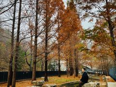 -白水寺森林公园