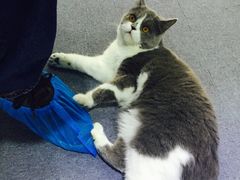 -喵的天空名猫咖啡馆·撸猫·猫舍·用品