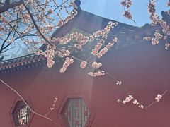 -桃花堤公园