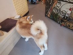 -喜柴咖啡·柴犬狗咖