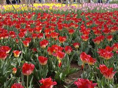 -石家庄市植物园