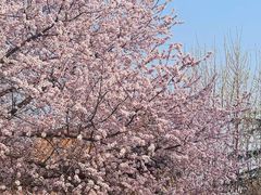 -桃花堤公园