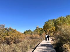 -金塔沙漠胡杨林景区