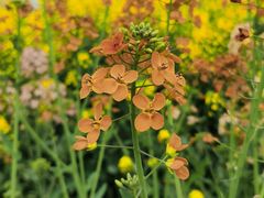 -中国天府农业博览园