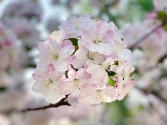 -海棠花溪(元大都城垣遗址公园)