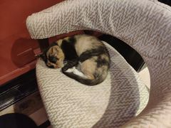 -猫色咖啡·猫咖