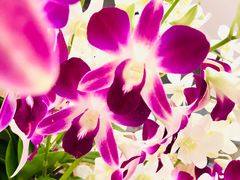 -爱雍·乌节