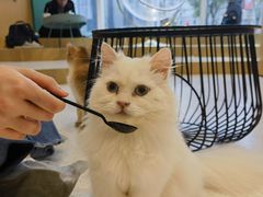 -飞行喵MR PILOT|猫舍·猫咖(静安大融城店)