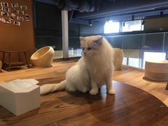 -瞄一喵猫咖(格力海岸店)